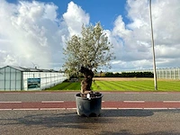 Olijfboom (olea europaea lessini)