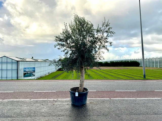 Olijfboom (olea europaea lessini) - afbeelding 1 van  1
