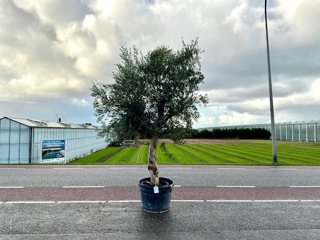 Olijfboom (olea europaea lessini) - afbeelding 1 van  1