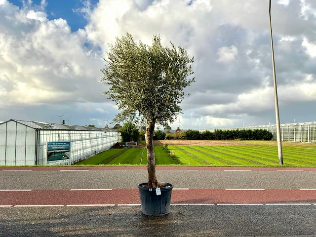 Olijfboom (olea europaea lessini) - afbeelding 1 van  1