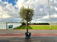 Olijfboom (olea europaea lessini)