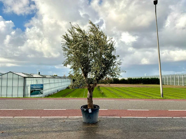 Olijfboom (olea europaea lessini) - afbeelding 1 van  1