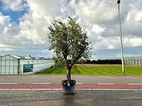 Olijfboom (olea europaea lessini)