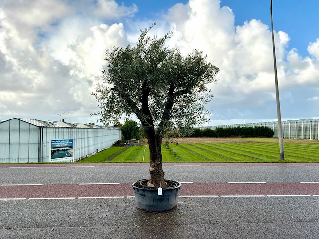 Olijfboom (olea europaea lessini) - afbeelding 1 van  1