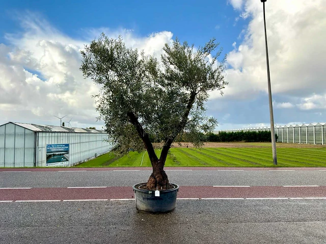 Olijfboom (olea europaea lessini) - afbeelding 1 van  1