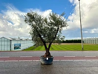 Olijfboom (olea europaea lessini)
