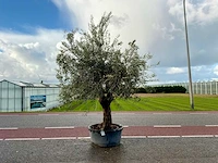 Olijfboom (olea europaea lessini)