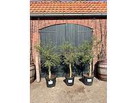 Olijfboom (olea europea) (3x) - afbeelding 1 van  4