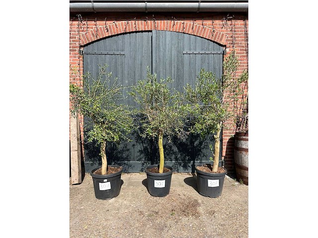 Olijfboom (olea europea) (3x) - afbeelding 2 van  4