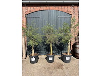 Olijfboom (olea europea) (3x) - afbeelding 2 van  4