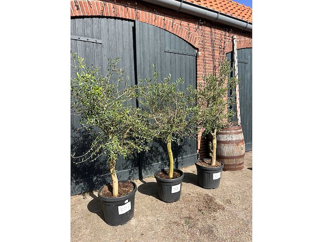 Olijfboom (olea europea) (3x) - afbeelding 3 van  4