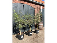 Olijfboom (olea europea) (3x) - afbeelding 3 van  4