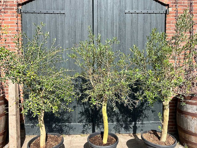 Olijfboom (olea europea) (3x) - afbeelding 4 van  4