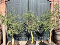 Olijfboom (olea europea) (3x) - afbeelding 4 van  4