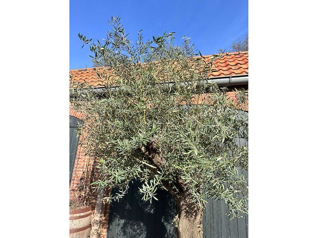 Olijfboom (olea europea) - afbeelding 1 van  1