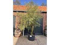Olijfboom (olea europea) - afbeelding 1 van  3