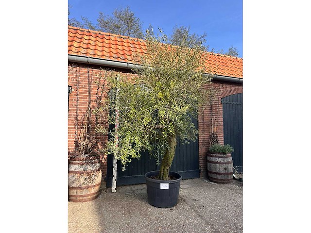 Olijfboom (olea europea) - afbeelding 3 van  3