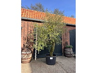 Olijfboom (olea europea) - afbeelding 3 van  3