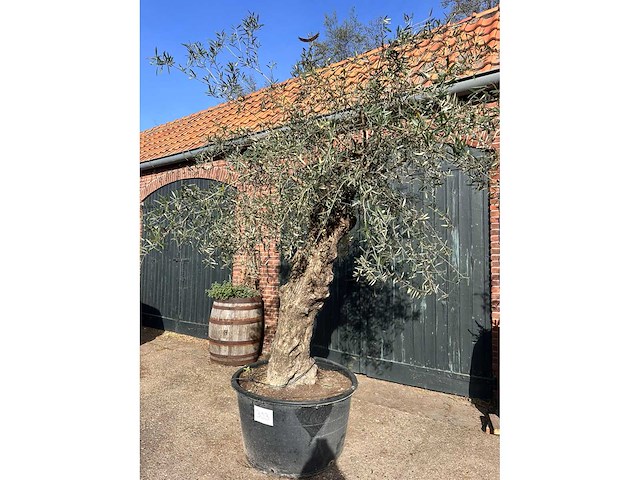 Olijfboom (olea europea) - afbeelding 1 van  3