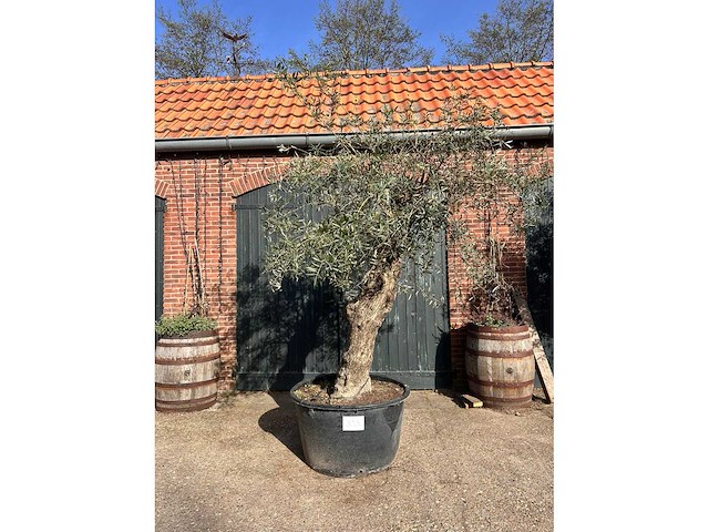 Olijfboom (olea europea) - afbeelding 3 van  3