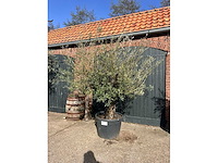 Olijfboom (olea europea) - afbeelding 1 van  2