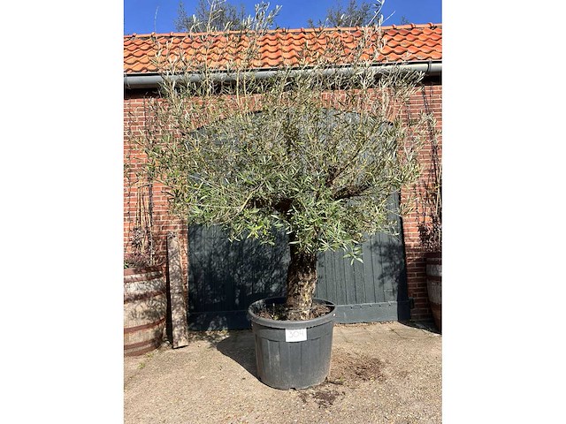 Olijfboom (olea europea) - afbeelding 2 van  2