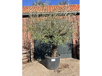 Olijfboom (olea europea) - afbeelding 2 van  2