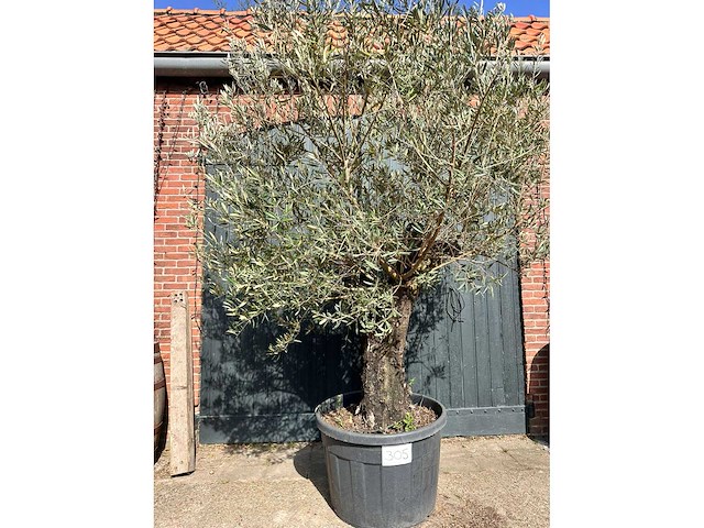 Olijfboom (olea europea) - afbeelding 1 van  2