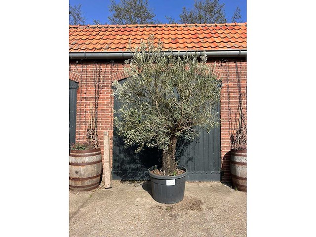 Olijfboom (olea europea) - afbeelding 2 van  2