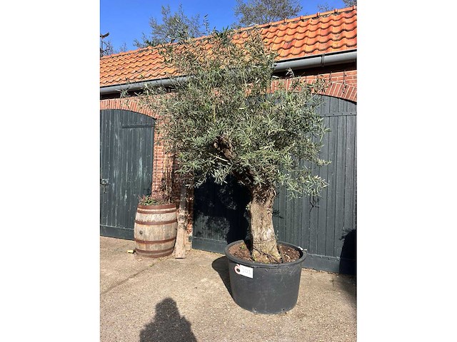 Olijfboom (olea europea) - afbeelding 1 van  4