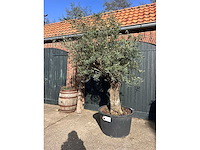 Olijfboom (olea europea) - afbeelding 1 van  4