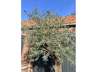 Olijfboom (olea europea) - afbeelding 2 van  4