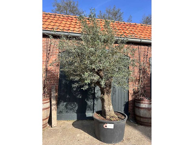 Olijfboom (olea europea) - afbeelding 3 van  4