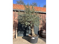 Olijfboom (olea europea) - afbeelding 3 van  4