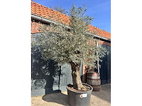 Olijfboom (olea europea) - afbeelding 4 van  4