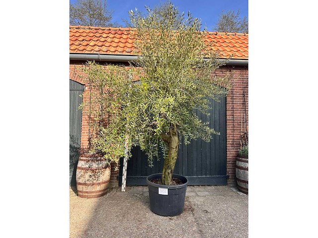 Olijfboom (olea europea) - afbeelding 1 van  2