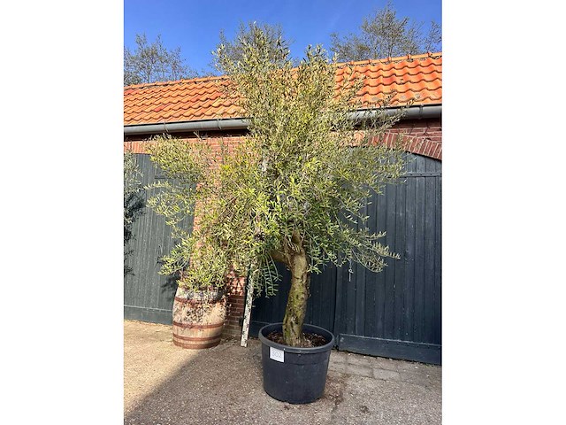 Olijfboom (olea europea) - afbeelding 2 van  2