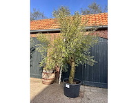 Olijfboom (olea europea) - afbeelding 2 van  2