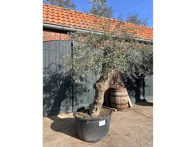 Olijfboom (olea europea) - afbeelding 1 van  2