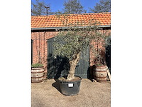 Olijfboom (olea europea) - afbeelding 2 van  2
