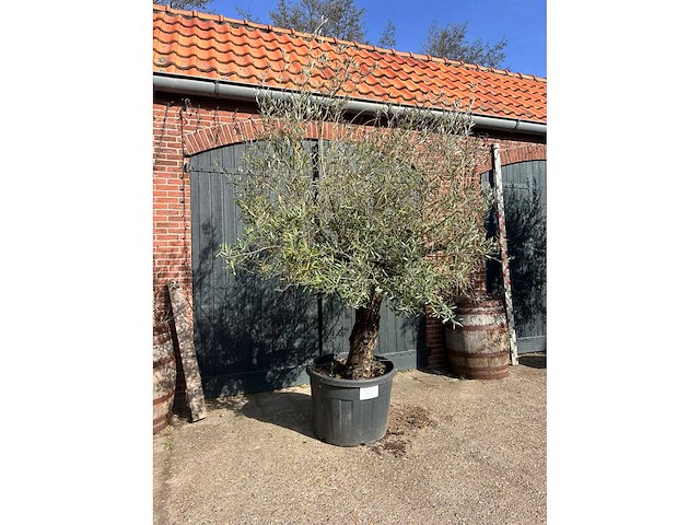 Olijfboom (olea europea) - afbeelding 1 van  6