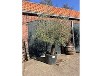 Olijfboom (olea europea) - afbeelding 1 van  6
