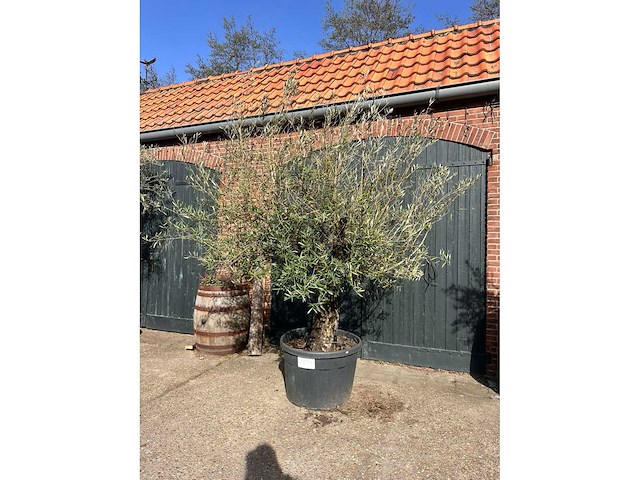 Olijfboom (olea europea) - afbeelding 2 van  6