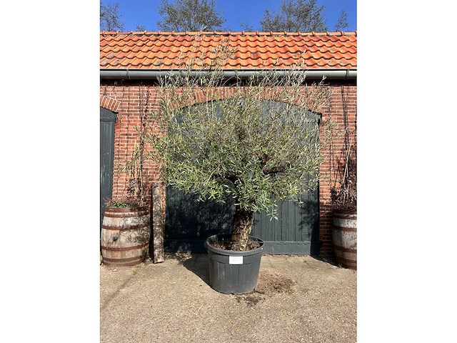 Olijfboom (olea europea) - afbeelding 3 van  6