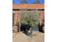 Olijfboom (olea europea) - afbeelding 3 van  6