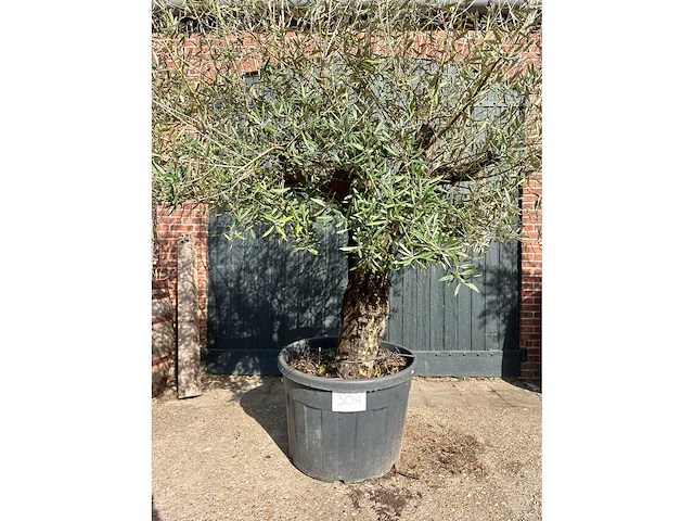 Olijfboom (olea europea) - afbeelding 4 van  6