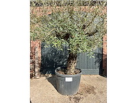 Olijfboom (olea europea) - afbeelding 4 van  6