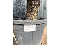 Olijfboom (olea europea) - afbeelding 5 van  6