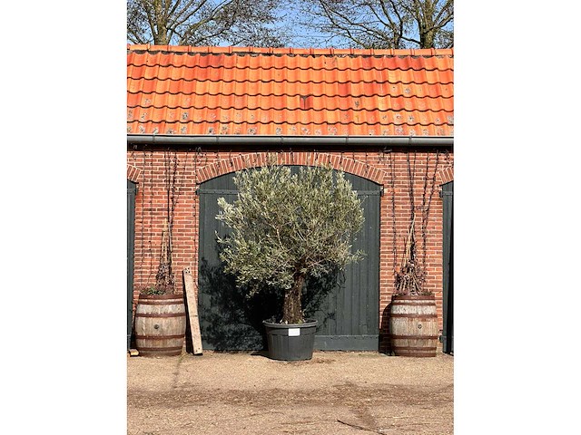 Olijfboom (olea europea) - afbeelding 1 van  7
