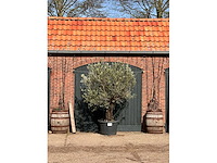 Olijfboom (olea europea) - afbeelding 1 van  7